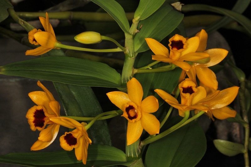 Vietnamese forest orchids