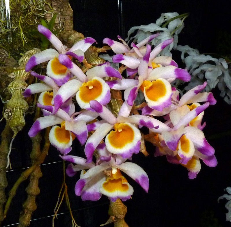 Vietnamese forest orchids