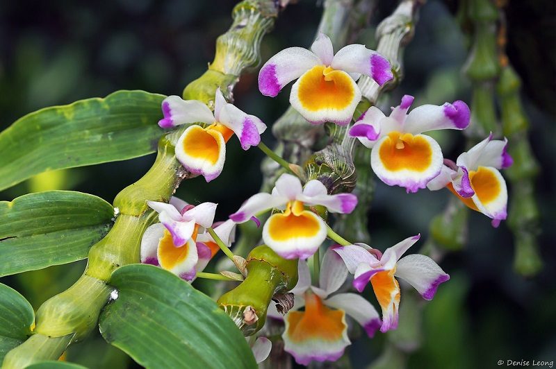 names of orchids