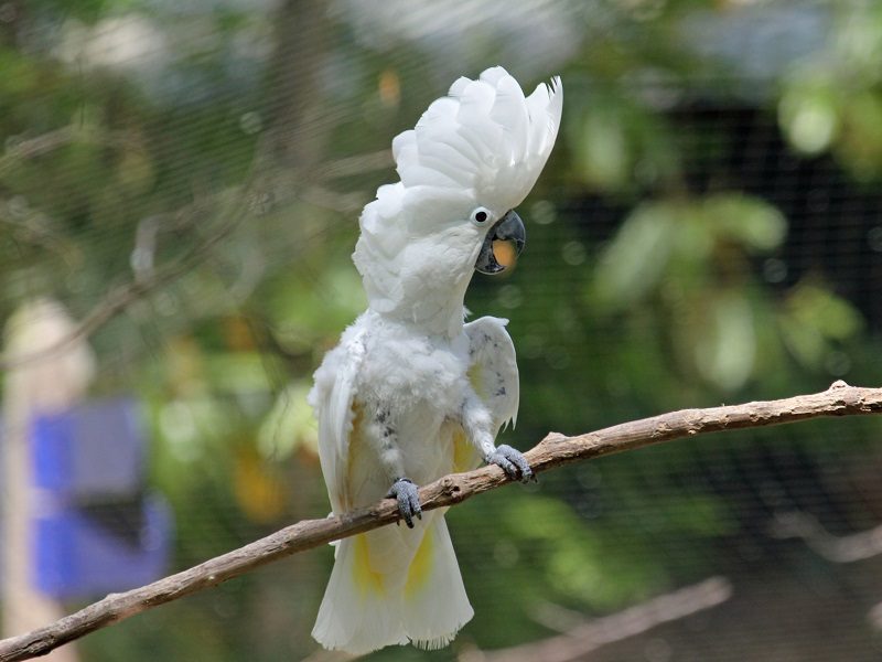 Con vẹt Vẽ da Đen và trắng Nói con chim - con vẹt png tải về - Miễn phí  trong suốt Con Chim png Tải về.