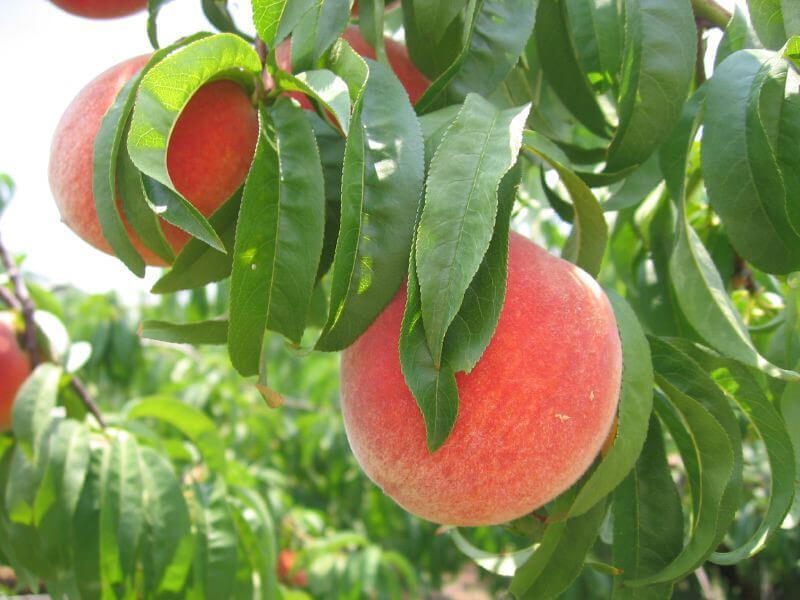 Đào - cây ăn trái hiệu quả kinh tế