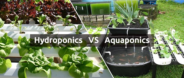 Tổng hợp 99 hình về mô hình trồng rau sạch aquaponics  daotaonec