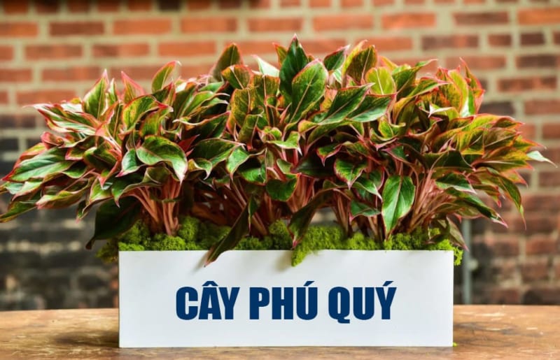 Cay Phu Quy 800x515