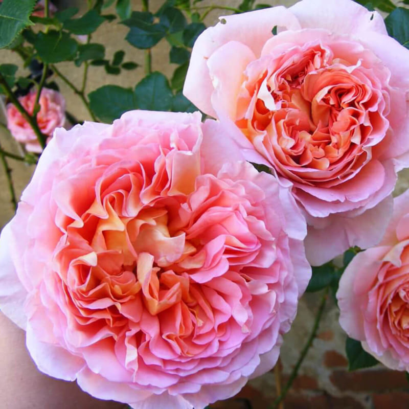Ý nghĩa hoa hồng trắng | Nguồn gốc, Cách trồng & Chăm sóc đơn giản