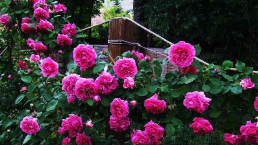 10 loại cây hoa hồng đẹp nhất và Cách chăm sóc để ra hoa nhanh