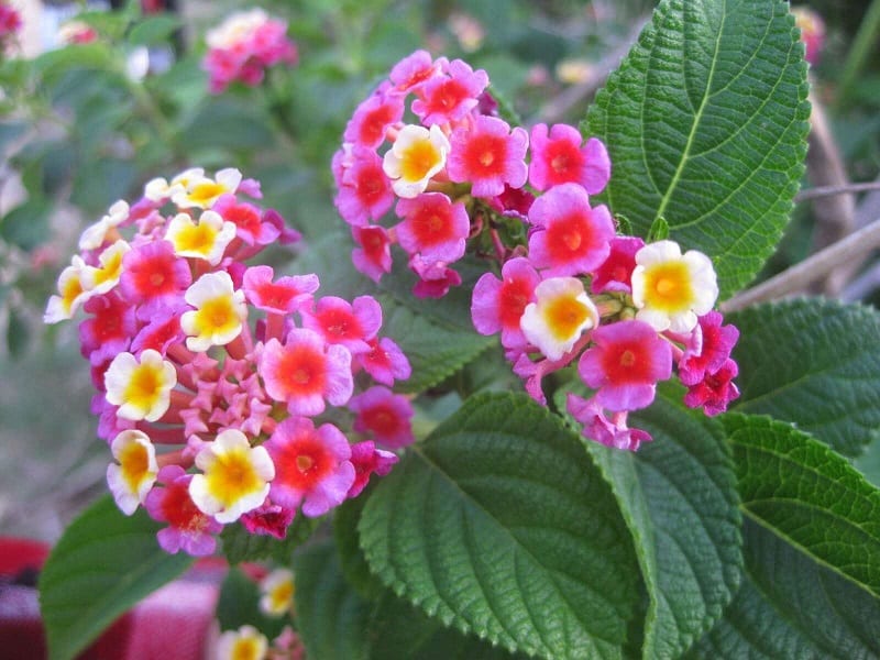 Ý nghĩa của hoa ngũ sắc? Đặc điểm và cách trồng, chăm sóc cây hoa tại nhà