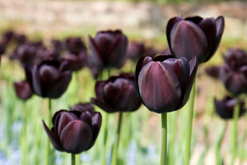 Hoa Tulip 7 800x533