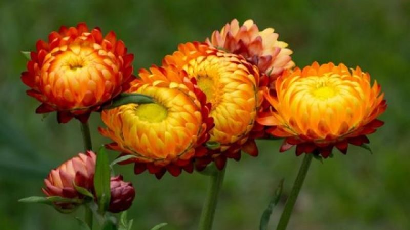 Hoa bất tử: ý nghĩa, sự tích, cách trồng và cắm bất tử đẹp