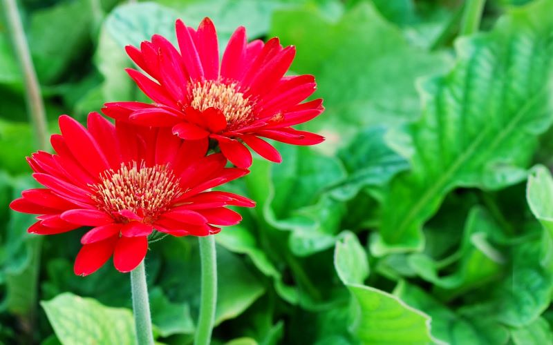 Top 10 loài hoa đẹp nhất thế giới có hoa ở Việt Nam  COUNTRY GARDEN