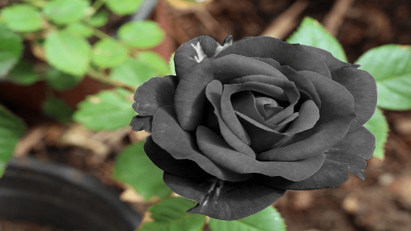 Hoa hồng đen có thật không? Ý nghĩa, sự tích và cách trồng AZ