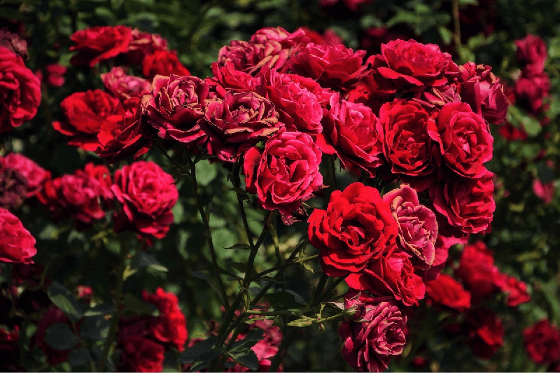 Hoa hồng nhung: ý nghĩa, phân loại và cách trồng, chăm sóc - KHBVPTR