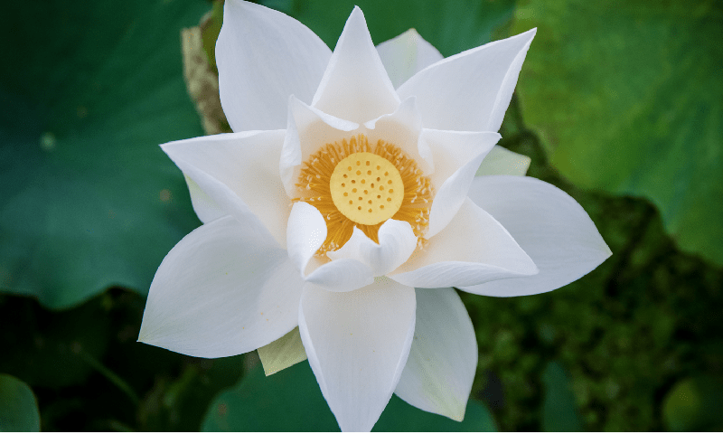 Ý nghĩa hoa sen trắng? Đặc điểm, cấu tạo và cách trồng sen trắng - KHBVPTR