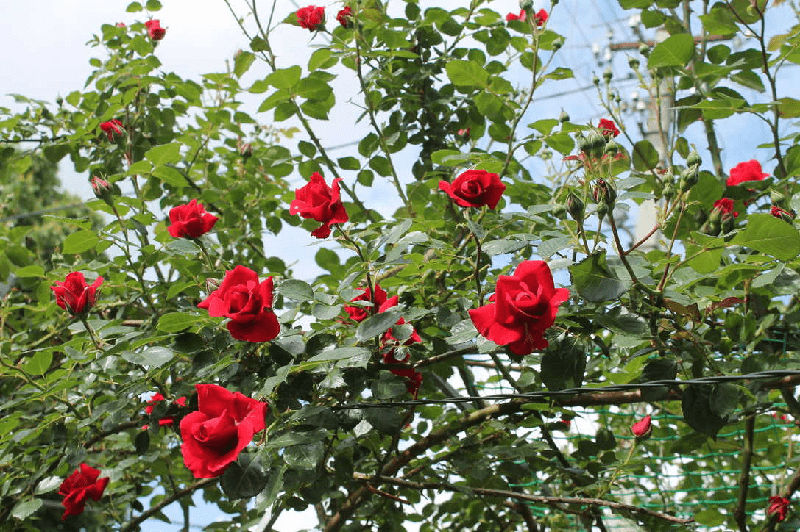 Ý nghĩa hình ảnh hoa hồng nhung  Cách trồng hoa hồng nhung nở rộ đẹp nhất