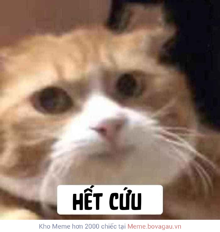 ĐU TREND với 20 meme hết cứu HÀI HƯỚC nhất hiện nay