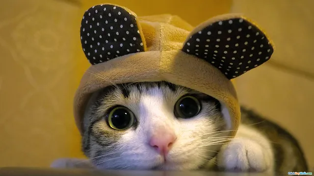 40 Cutest Cat Pictures - Cute Cat Avatar