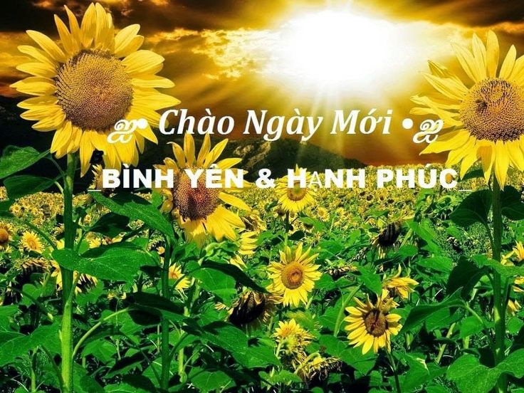 Tải 99 Hình ảnh Chào Buổi Sáng, Chào Ngày Mới, Chúc Buổi Sáng