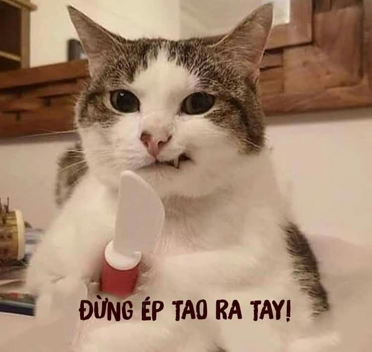 63 Dỗi ý tưởng | ảnh chó vui nhộn, meme, hài hước