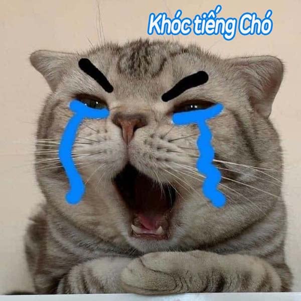 Bức ảnh chế meme mèo thể hiện đầy đủ cảm xúc: khóc, cute ...