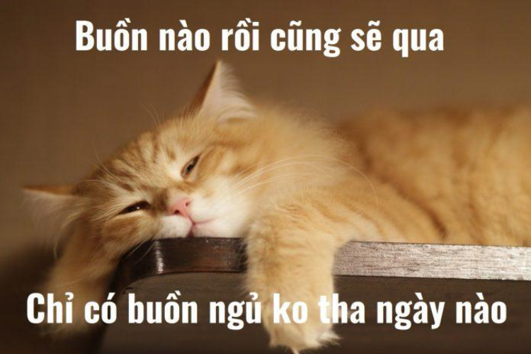 Meme chúc ngủ ngon là gì? Tìm hiểu ý nghĩa tin nhắn chúc ngủ ...