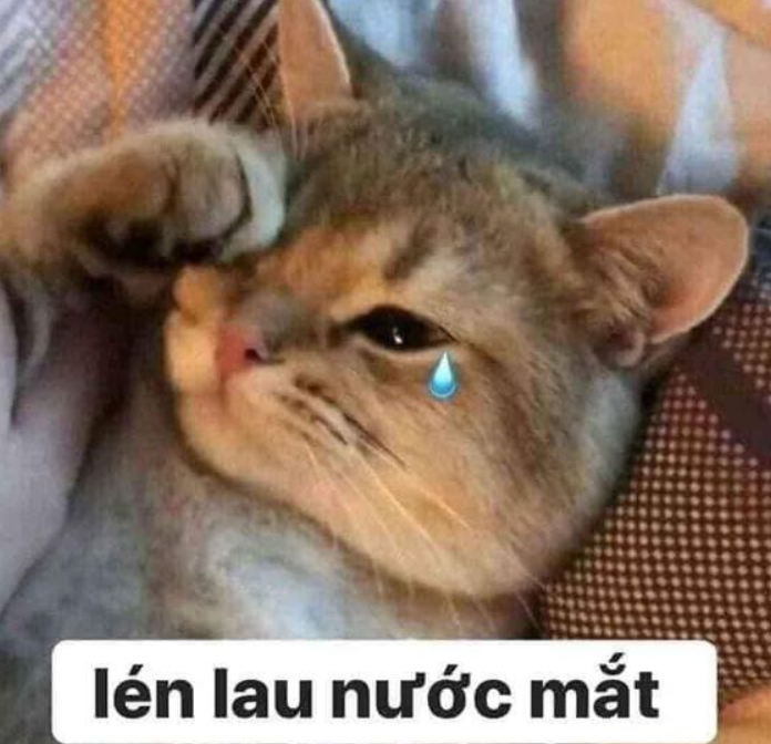 Loạt meme mèo bựa, mèo chế buồn cười khiến CĐM cười bò