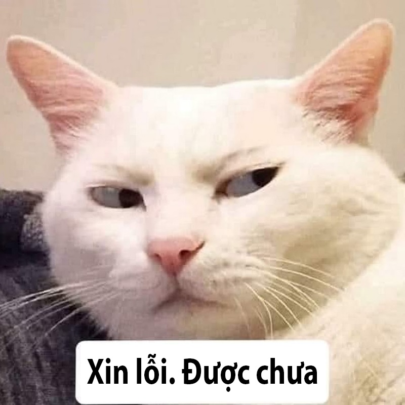 Meme xin lỗi, meme mèo xin lỗi, meme xin lỗi được chưa hài ...